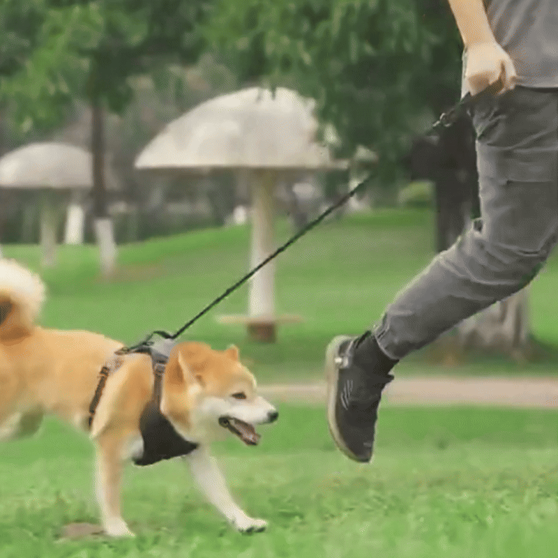 Pawly Pro
